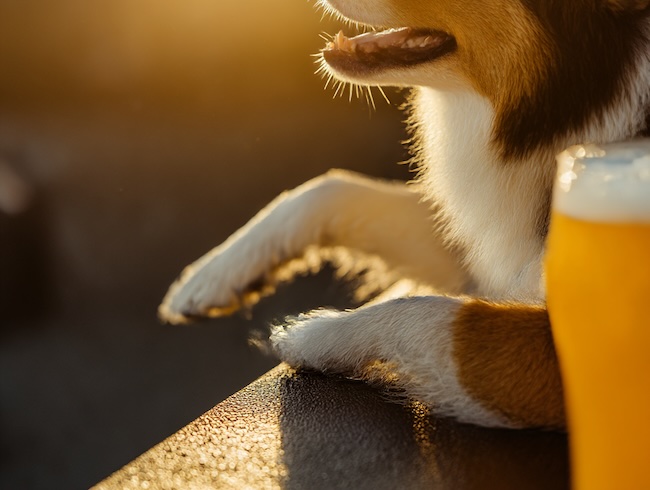 District of Columbia dog-friendly breweries